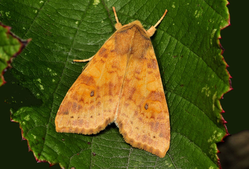 Noctuidae rossastra da ID - Xanthia (Cirrhia) gilvago